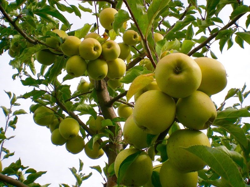 Фото яблони голден. Яблоня Голден Делишес. Голден Рейнджерс яблоня. Голден Делишес сорта яблони. Сорт яблок Голден Делишес.