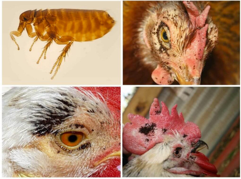 bolile de păsări cu infestarea insectelor)