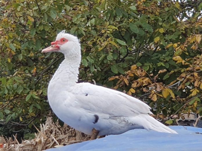 Rațe mute (leșești) rasă valoroasă pentru carne