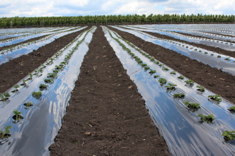 Plantarea de toamnă a căpșunului – sfaturi