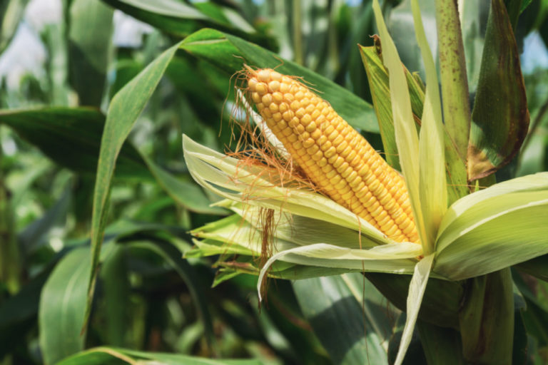 Porumb contaminat cu aflatoxină de la o firmă din Arad, depistat în Olanda