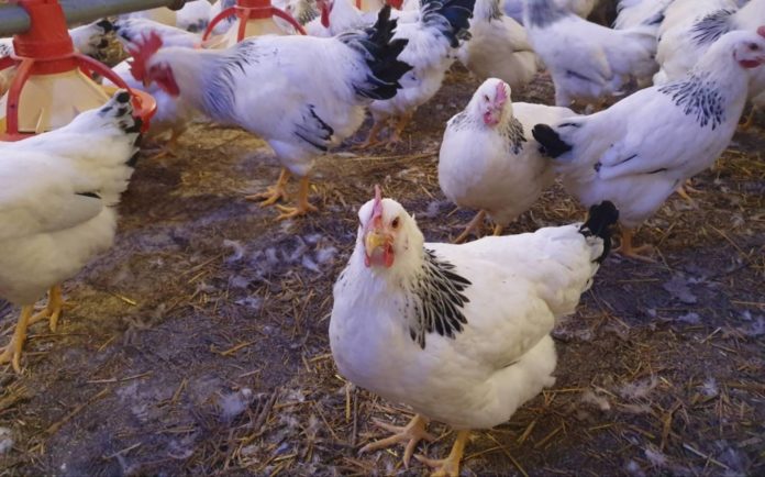 găini-avicultura