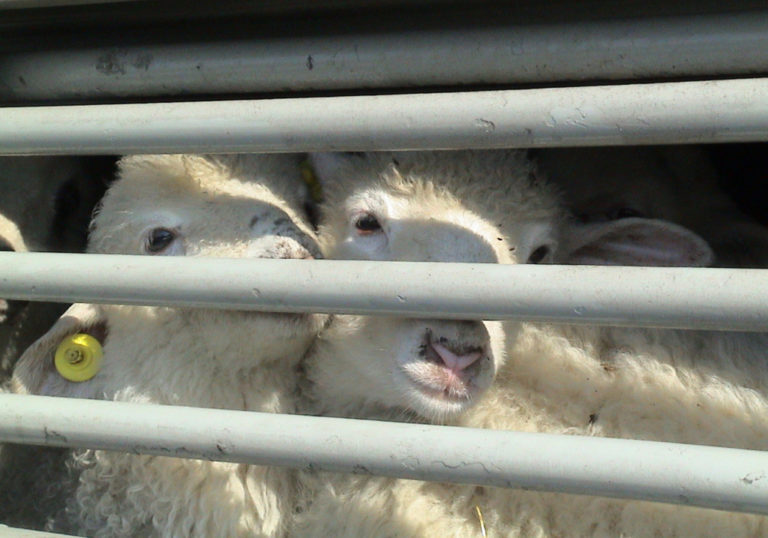 O delegație din Regatul Maroc efectuează o vizită în România pentru reluarea exportului de ovine