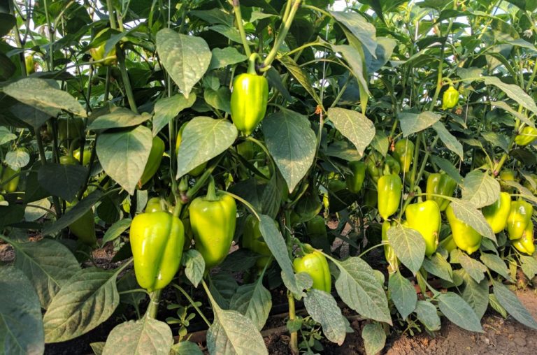 Fertilizarea excesivă sau insuficiența de elemente – cum influențează plantele