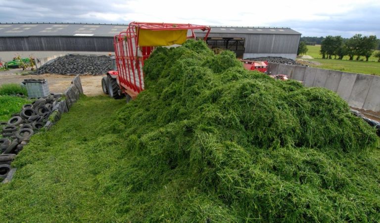 Producerea silozului de lucernă – sfaturi practice