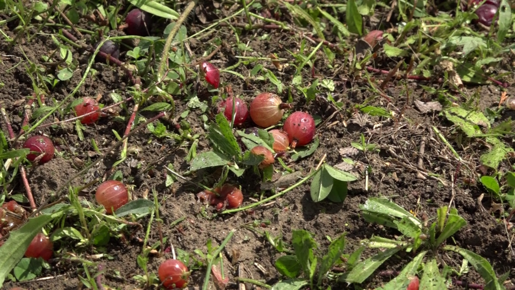 agris-distrus | Agrobiznes.ro