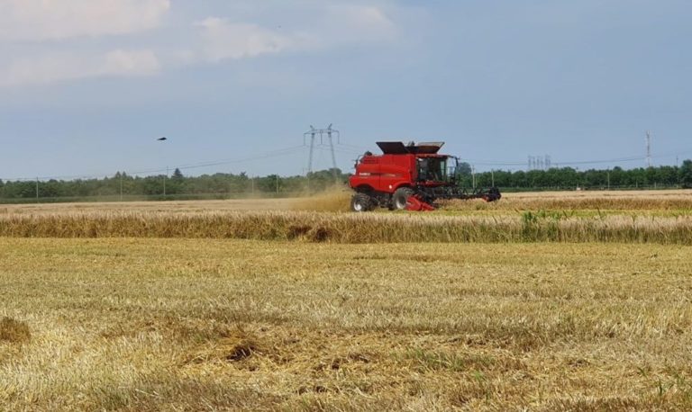 Recoltarea cerealelor – recomandări pentru campania 2021