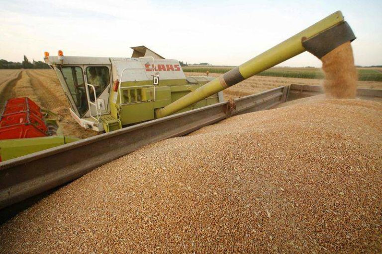 Arad: Producţie de grâu bună, cu o medie de 5.150 kilograme la hectar, în condiţiile secetei pronunţate