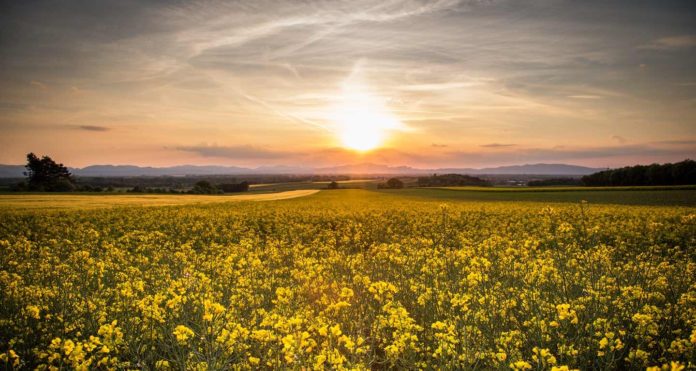 Agra-asigurari-culturi