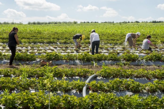 agricultura -zone-rurale