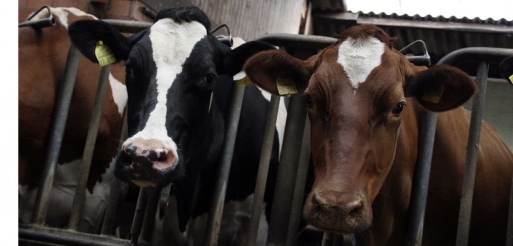 Consume avoid wealth Cum și când însămânțăm vacile după fătare. Sfaturi utile