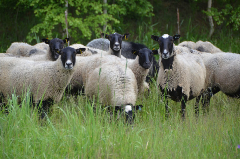 APIA: Plăți pentru sectorul creșterii animalelor