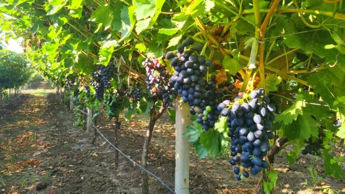 soiul-de-struguri-moldova