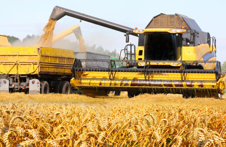 Olt: Fermierii au încheiat campania de recoltare la grâu cu o producţie medie de 4,5 tone/hectar