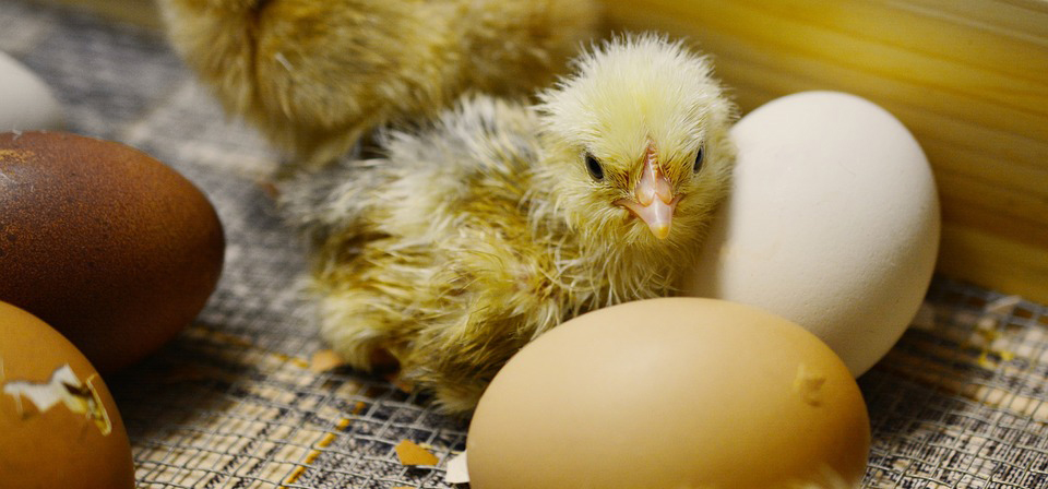 Cum incubăm ouăle la diferite păsări. Recomandări pe etape