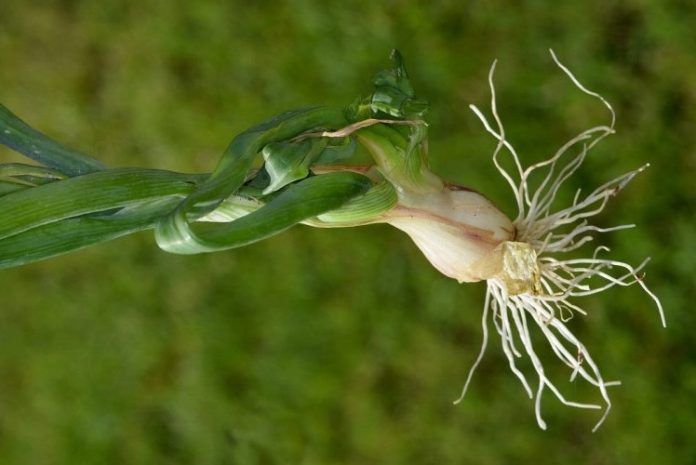 Plantă atacată de musca cepei. FOTO: www.biolib.cz