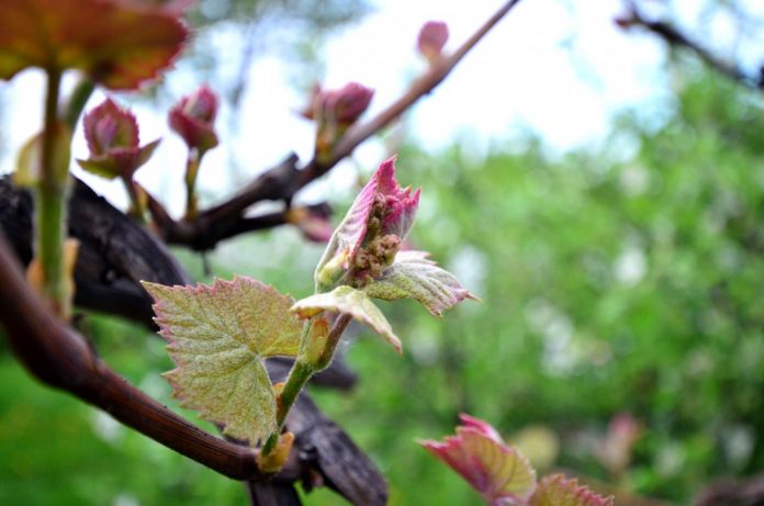 inflorescente-vizibile
