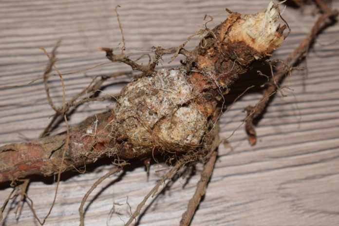 putregaiul-radacinilor