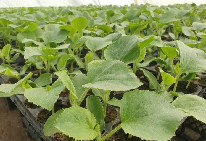 rasad-castraveti-e1645603233541