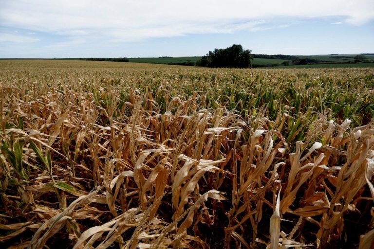 AgroMeteo: Seceta pedologică se menţine în cea mai mare parte a Olteniei, a Munteniei şi în sudul Transilvaniei