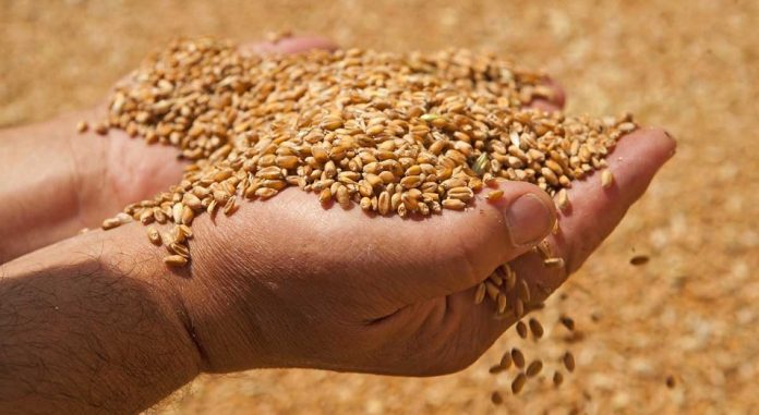 recolta-de-grau recolta grau ue