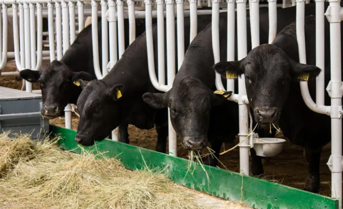 alimentatia-taurasilor-Angus