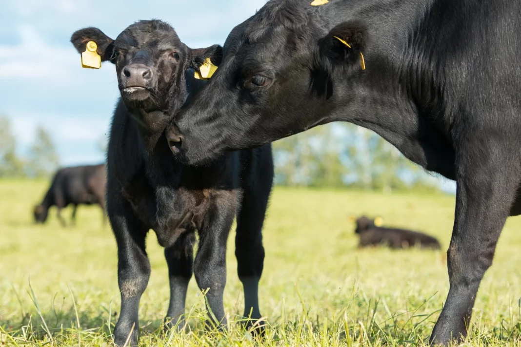 subventii crescatori de animale ue