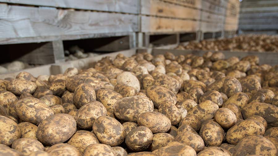 Cum se păstrează cartofii: pentru depozite pivnițe