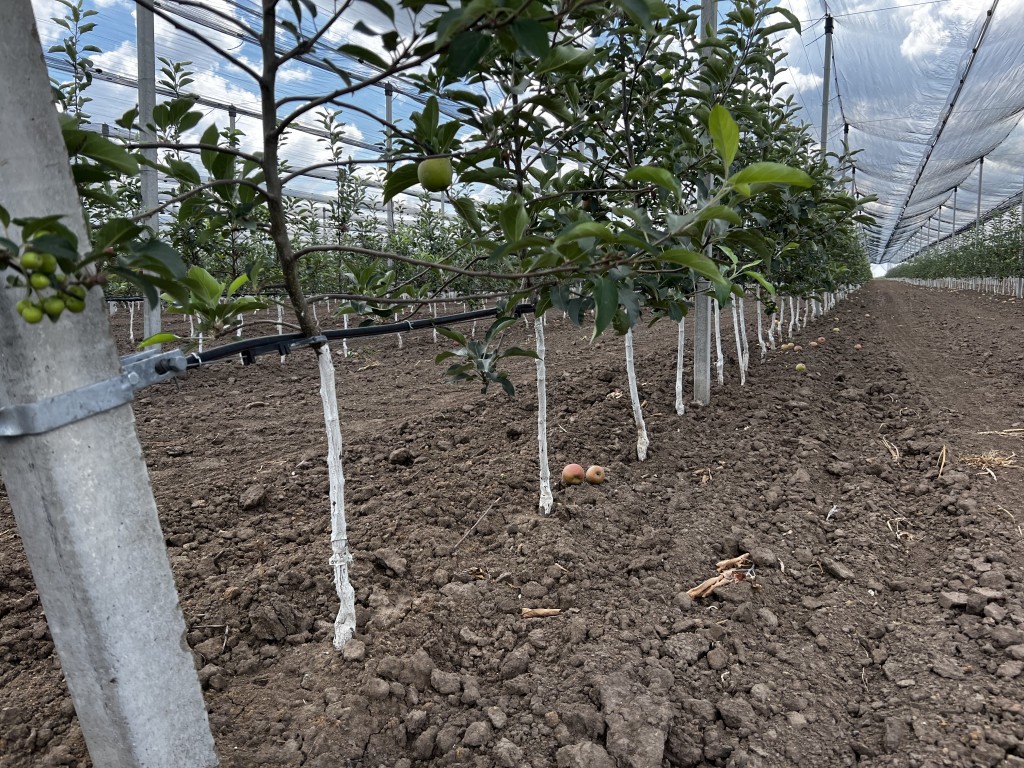 distanta de plantare la pomi 