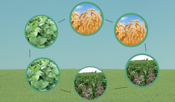 asolamente-culturi-succesive