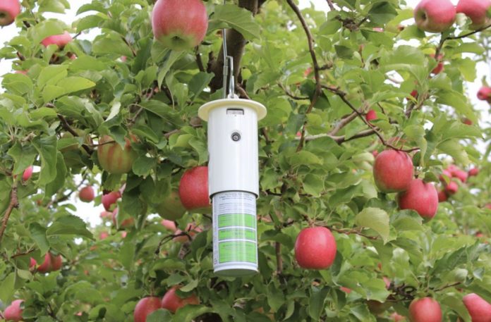 control-feromoni-viermele-marului