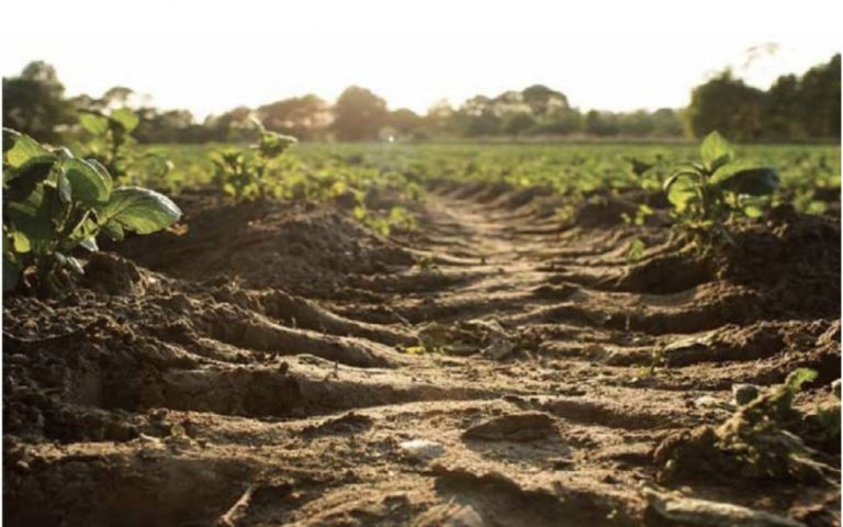 17 iunie – Ziua mondială pentru combaterea deșertificării și secetei