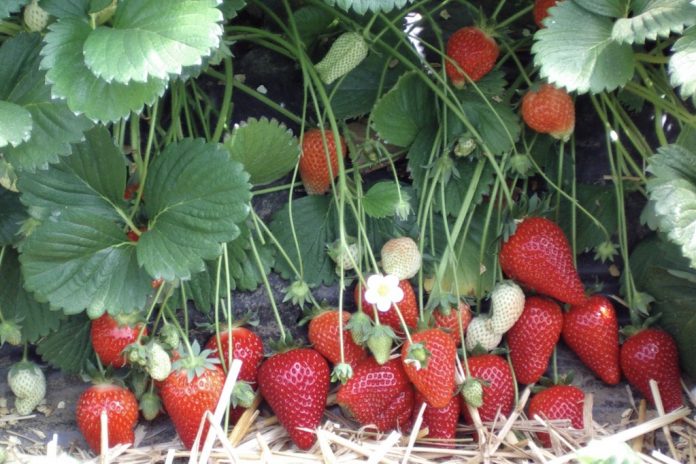 soiuri-de-capsun-roxana