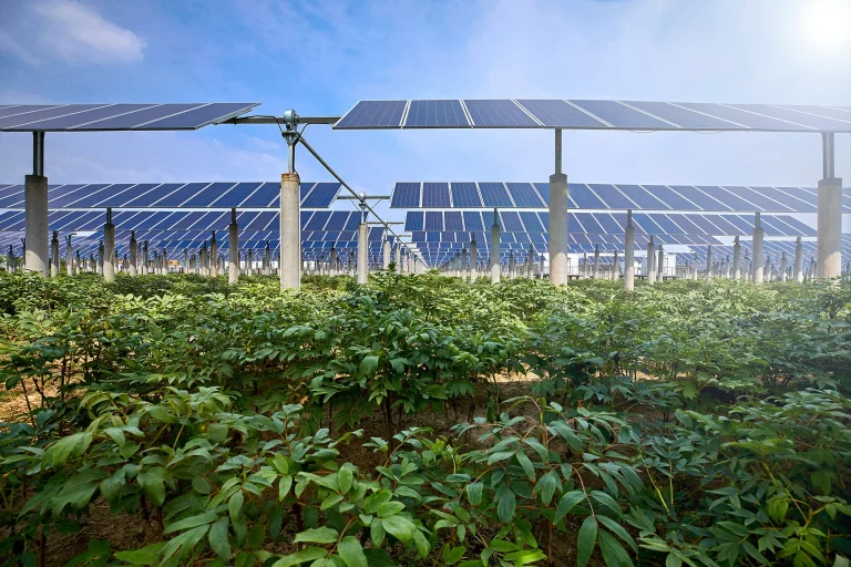 TotalEnergies achiziționează Ombrea, cea mai mare companie de agrivoltaice din Franța