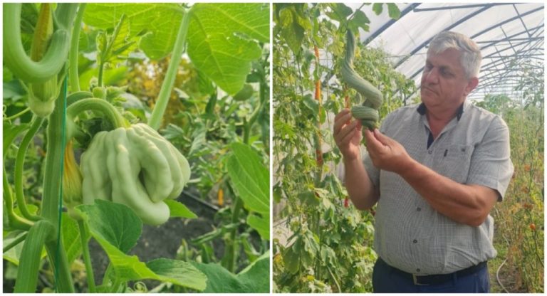 Kiwano, floarea balon sau dovleacul şarpe – în colecţia Băncii de Resurse Genetice Vegetale Buzău