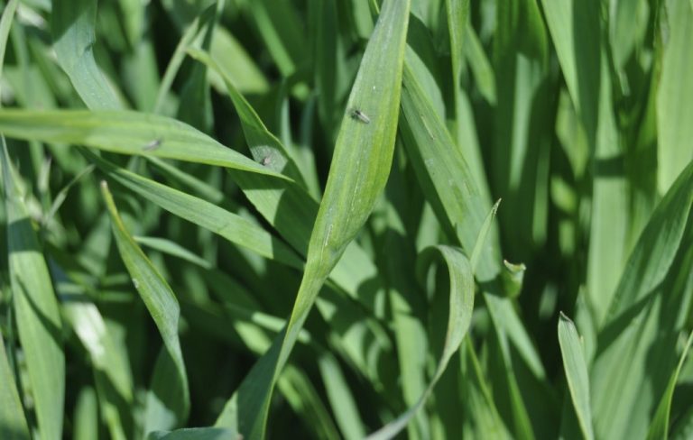 Musca de Hessa – generația de toamnă poate produce pagube importante. Control