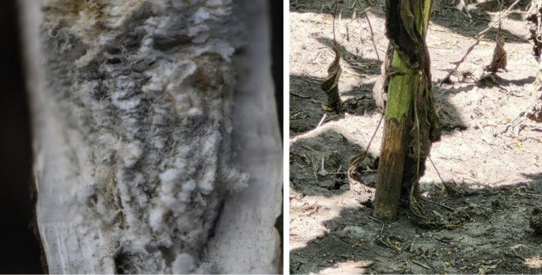 Putrezirea cărbunoasă a rădăcinilor și tulpinilor de floarea-soarelui – patogen ce poate compromite recolta
