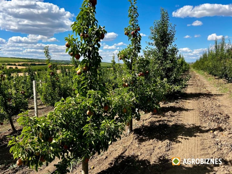 Tăierea pomilor de păr. Forma de coroană Fus zvelt ameliorat