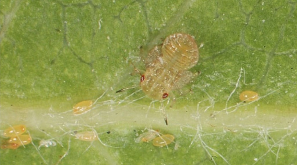Ouă și primele larve ale puricelui melifer; Sursă: E. Beers