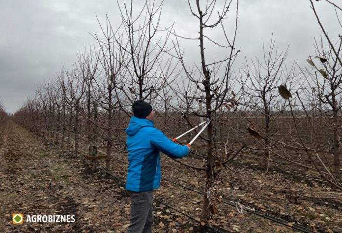 taierea-pomilor-fructiferi