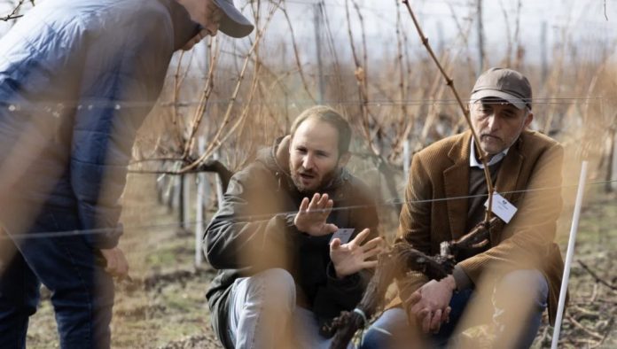 cel mai bun viticultor din romania