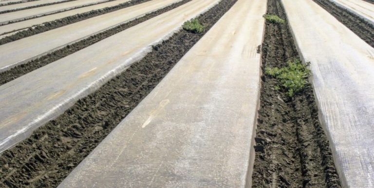 Solarizarea solului – dezinfecție naturală după recoltarea legumelor