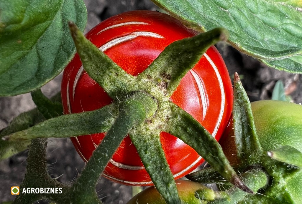 de ce crapă tomatele