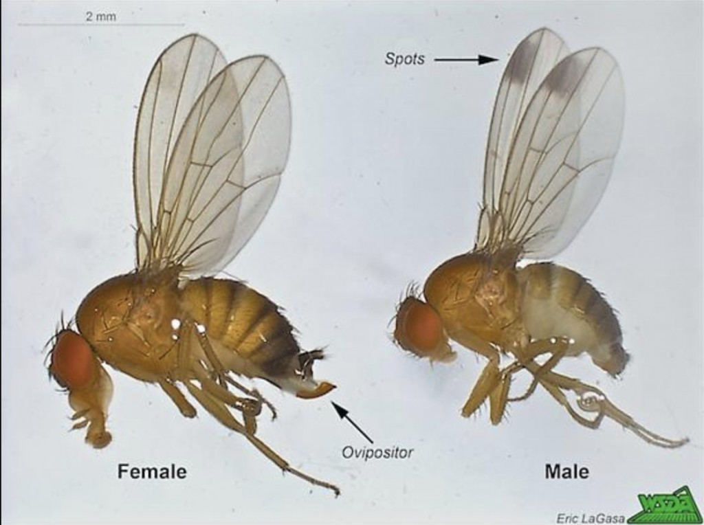 drosophila 