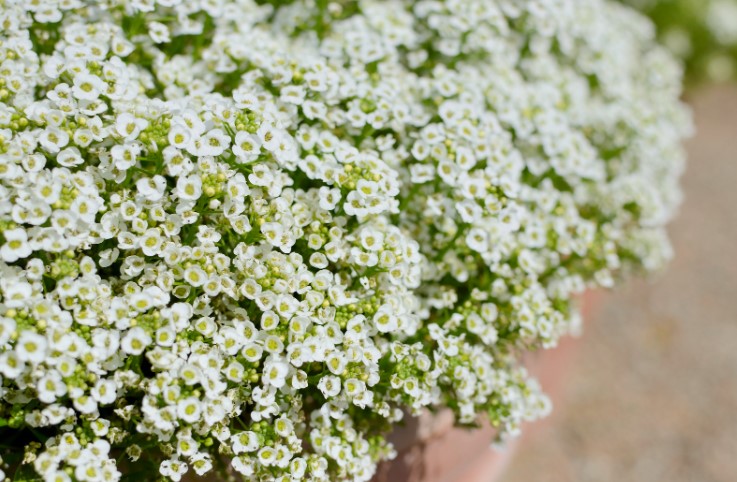 Lobularia maritima cu flori albe. Sursa: canva.com