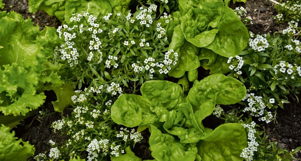 lobularia