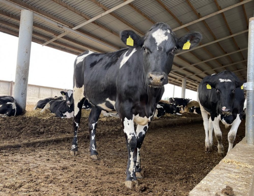 vaci holstein hipocalcemia 