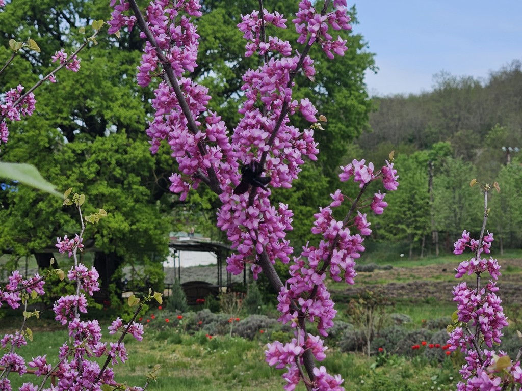 flori arborele lui Iuda