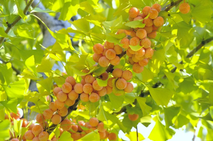 seminte ginkgo biloba 