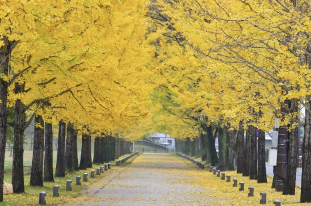 ginkgo biloba arbore